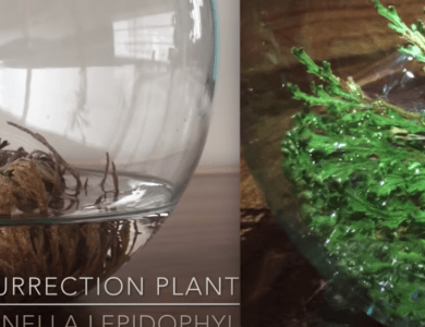 Life Burnout and the Miracle of the Jericho Rose